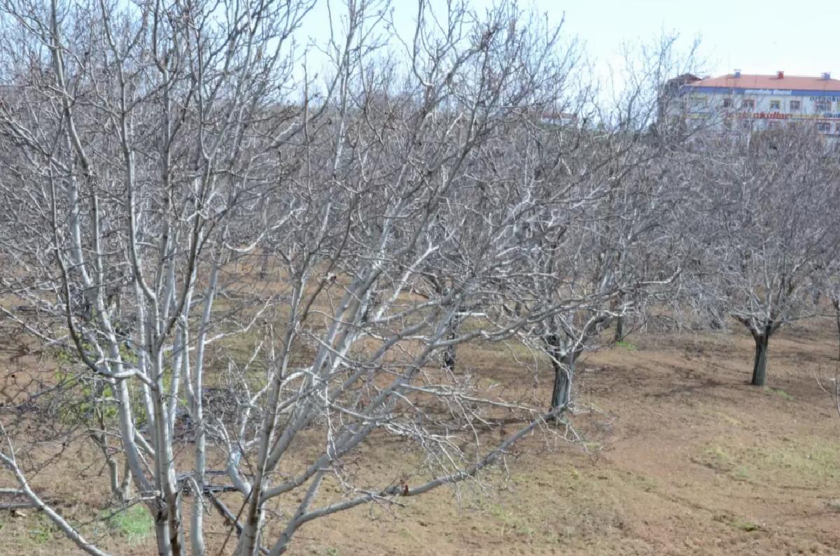 Kırşehir’de Don Olayları Tarımda Felakete Neden Oldu