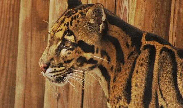 2 Kısımdan Oluşan ‘Tampa’nın Sırları Özel’, 19 ve 26 Mayıs Pazartesi Günleri 20.00’de National Geographic WILD Ekranlarında!