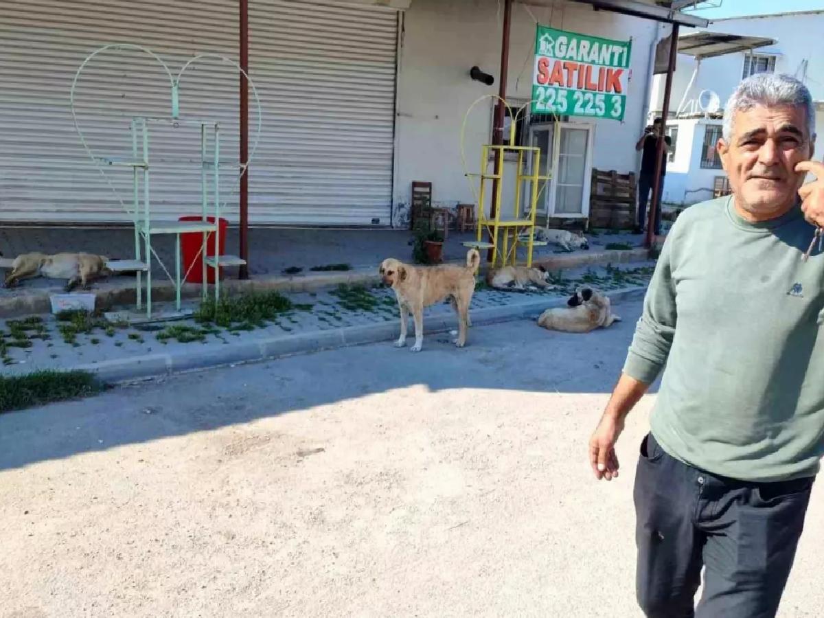 Adana’da Sokak Köpekleri Tehlike Saçıyor: Vatandaşlar Belediyeye Başvurdu