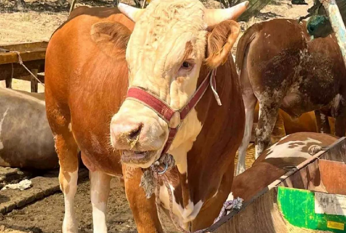 Aliağa’da Kurban Kesim Fiyatları Açıklandı