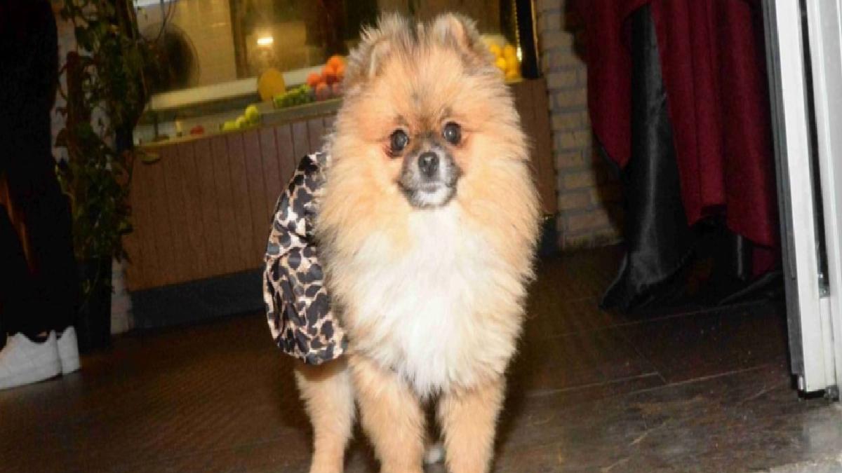Antalya’da hoşluk müsabakası birincisi köpek kayboldu
