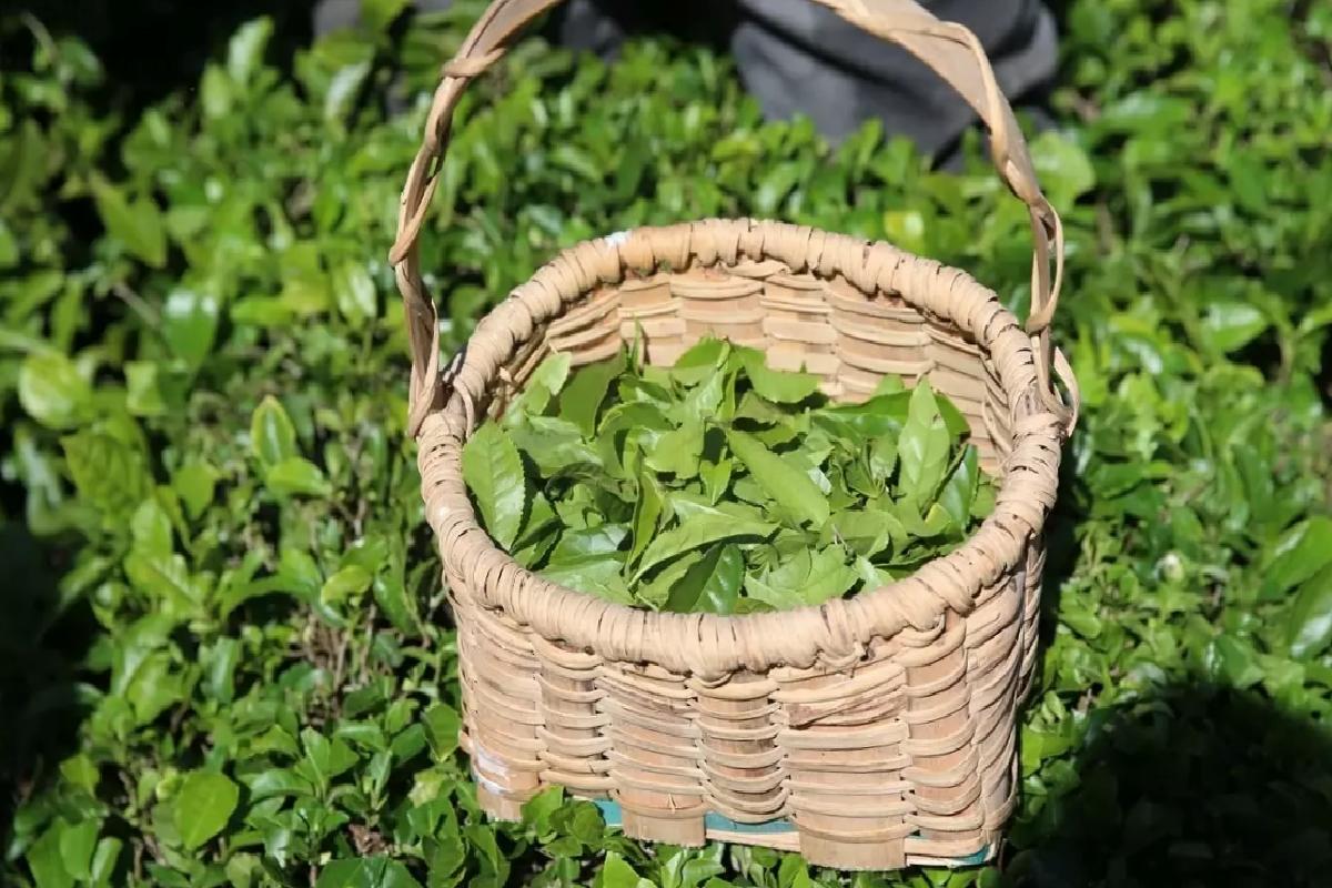 Artvin’de Çay Hasadı Aktifliği