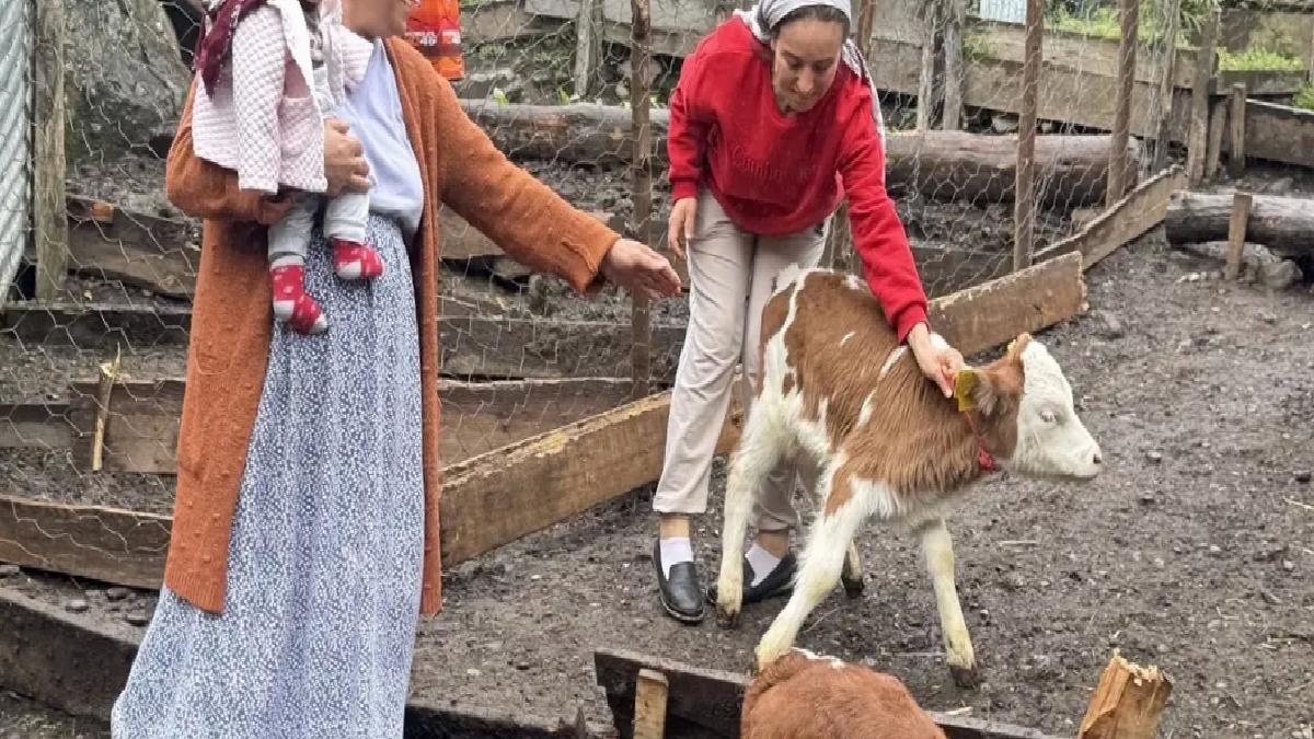 Artvin’de İnek Dördüz Doğurdu