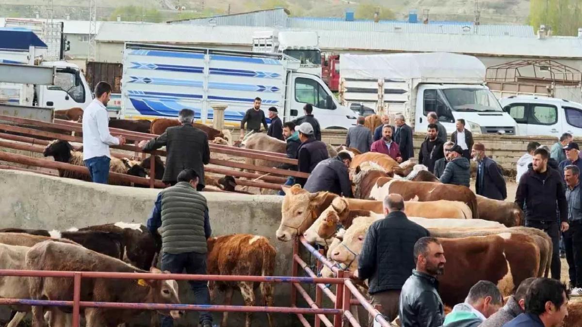 Aşkale’de Kurbanlıklar Görücüye Çıktı