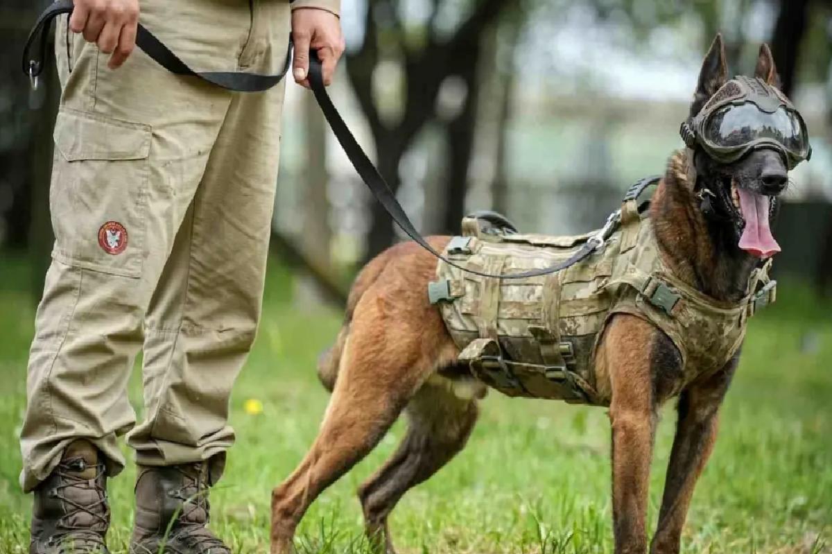 Askeri Köpekler Eğitiliyor