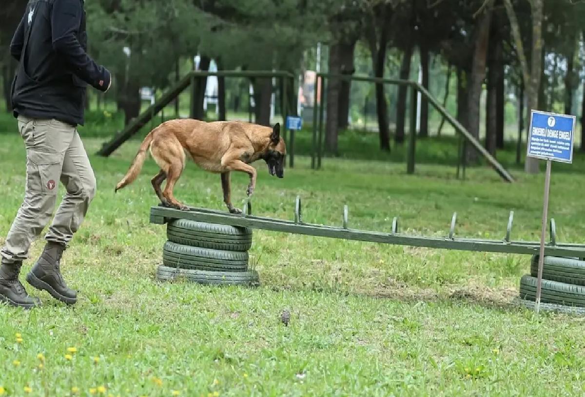 Askeri Köpekler TSK’nın Yanında