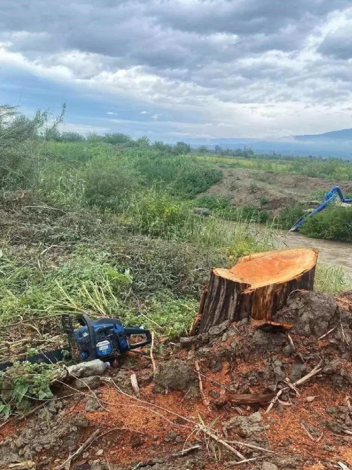 Aydın’da Kamuya İlişkin Ağaçları Kesme Skandalı