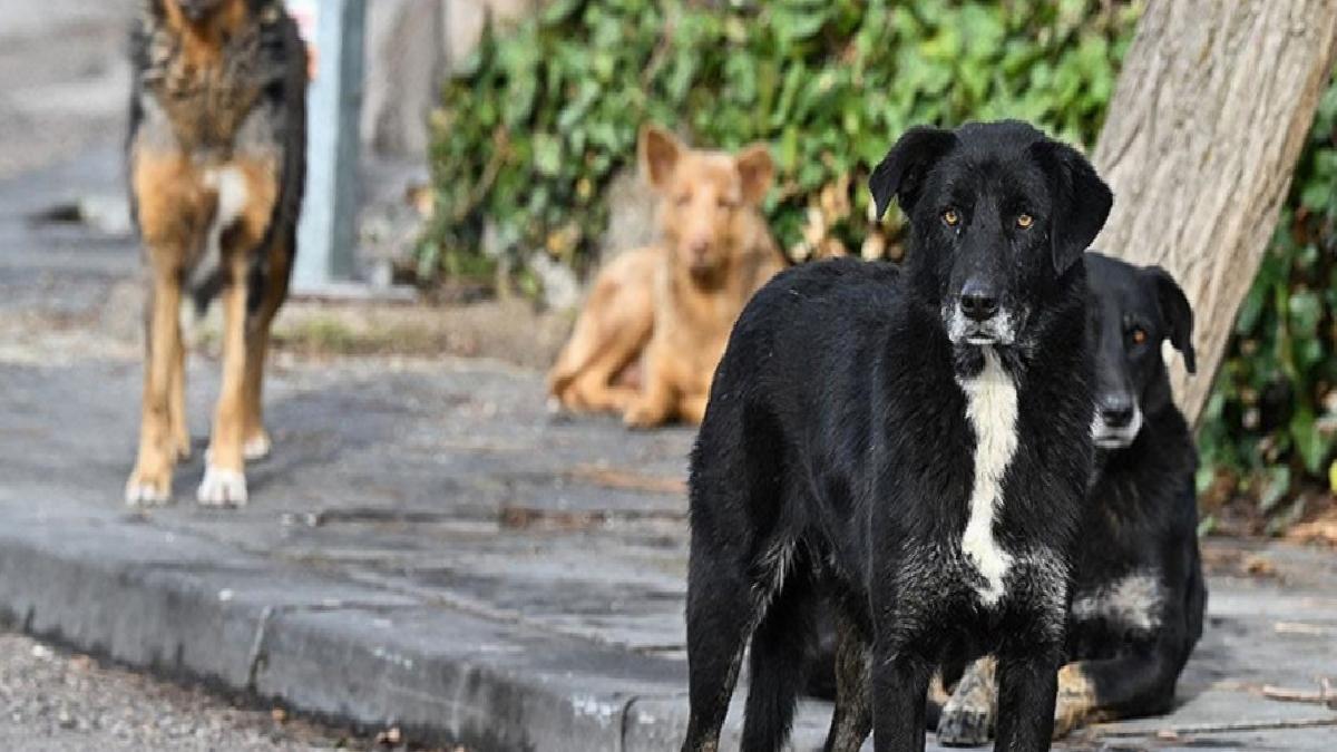 AYM’den sokak hayvanları kanunu yasasının iptaline ret