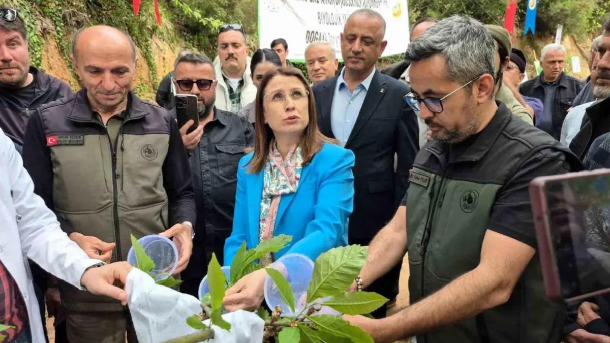 Bartın’da Gal Arısı ile Uğraş Başladı
