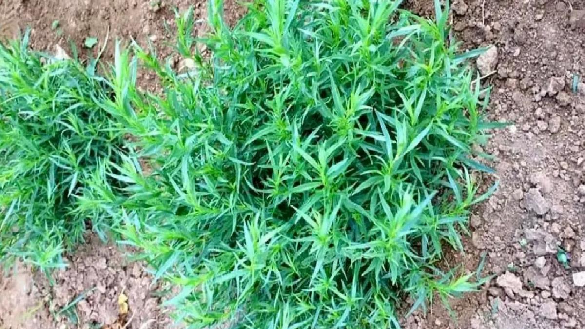 Bayburt Tarhunu Coğrafik İşaret Tescil Edildi