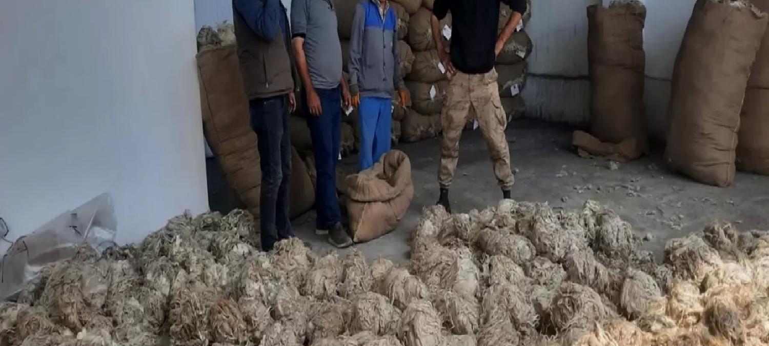 Beypazarı’nda Tiftik Alımı Başladı
