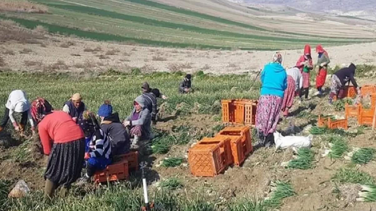 Beypazarı’nda Yeşil Soğan Hasadı Sürüyor