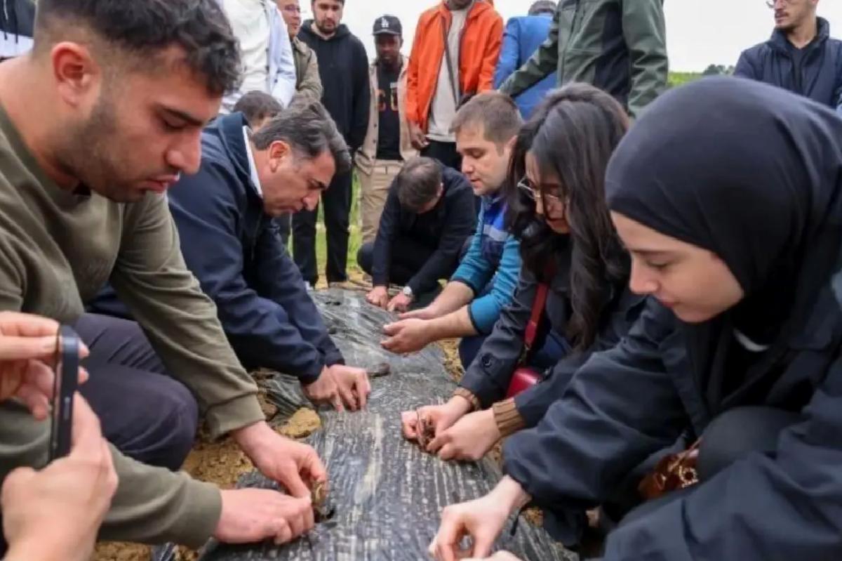 Bilecik’te Çilek Üretimi Artıyor
