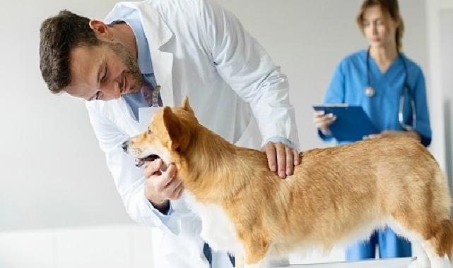 Boehringer Ingelheim’dan Veteriner Tabiplere Yönelik Araştırma