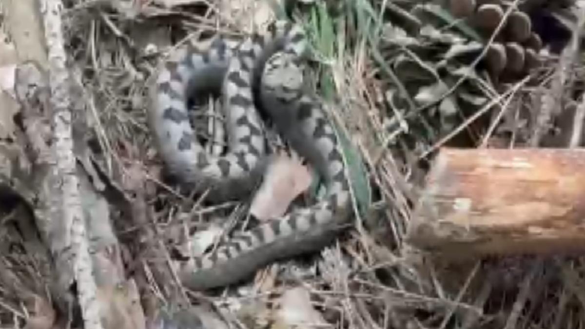 Bolu’da az görülen zehirli boynuzlu engerek yılanı görüntülendi