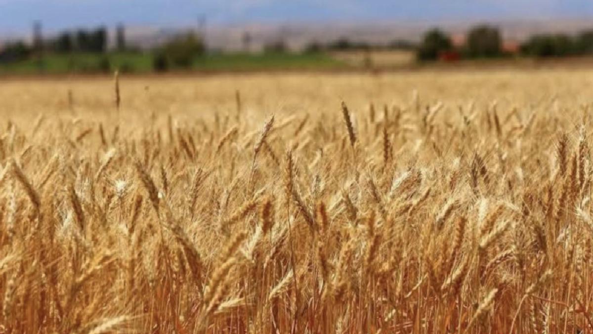 Buğdayda 19 milyon ton rekolte bekleniyor