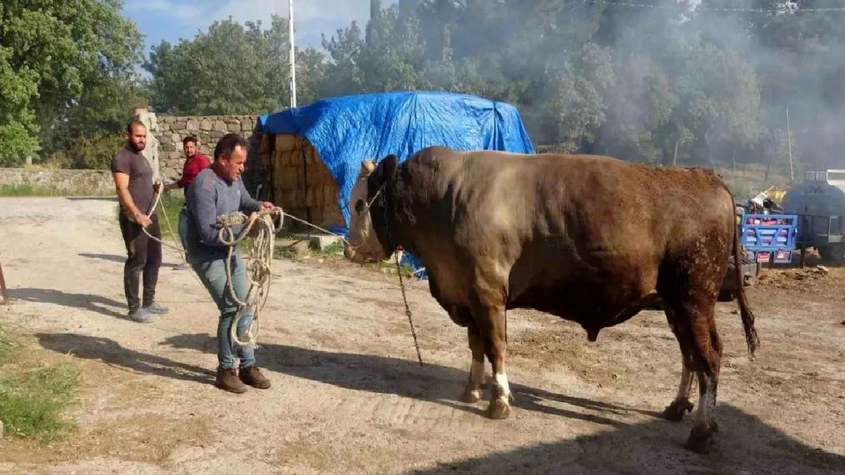 Çanakkale’de 450 Bin TL’lik Boğa Satışa Çıktı