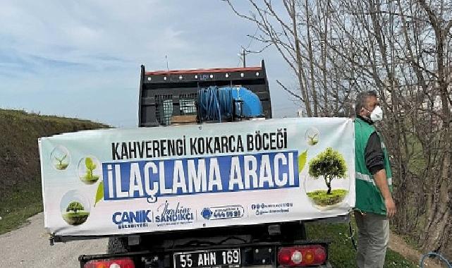 Canik’te Kokarca Böceğine Karşı Gayrette Atak