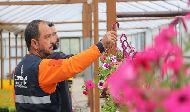 Çansera’nın Yazlık Çiçekleri Çankaya’yı Süsleyecek