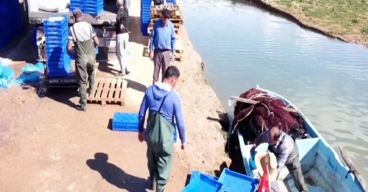 Çekerek Barajı’ndan Avrupa’ya Gümüş Balığı İhracı
