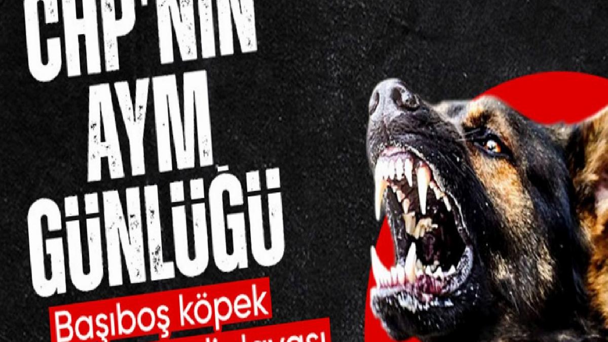 CHP başvurmuştu: AYM başıboş köpek yasasını temelden inceleyecek