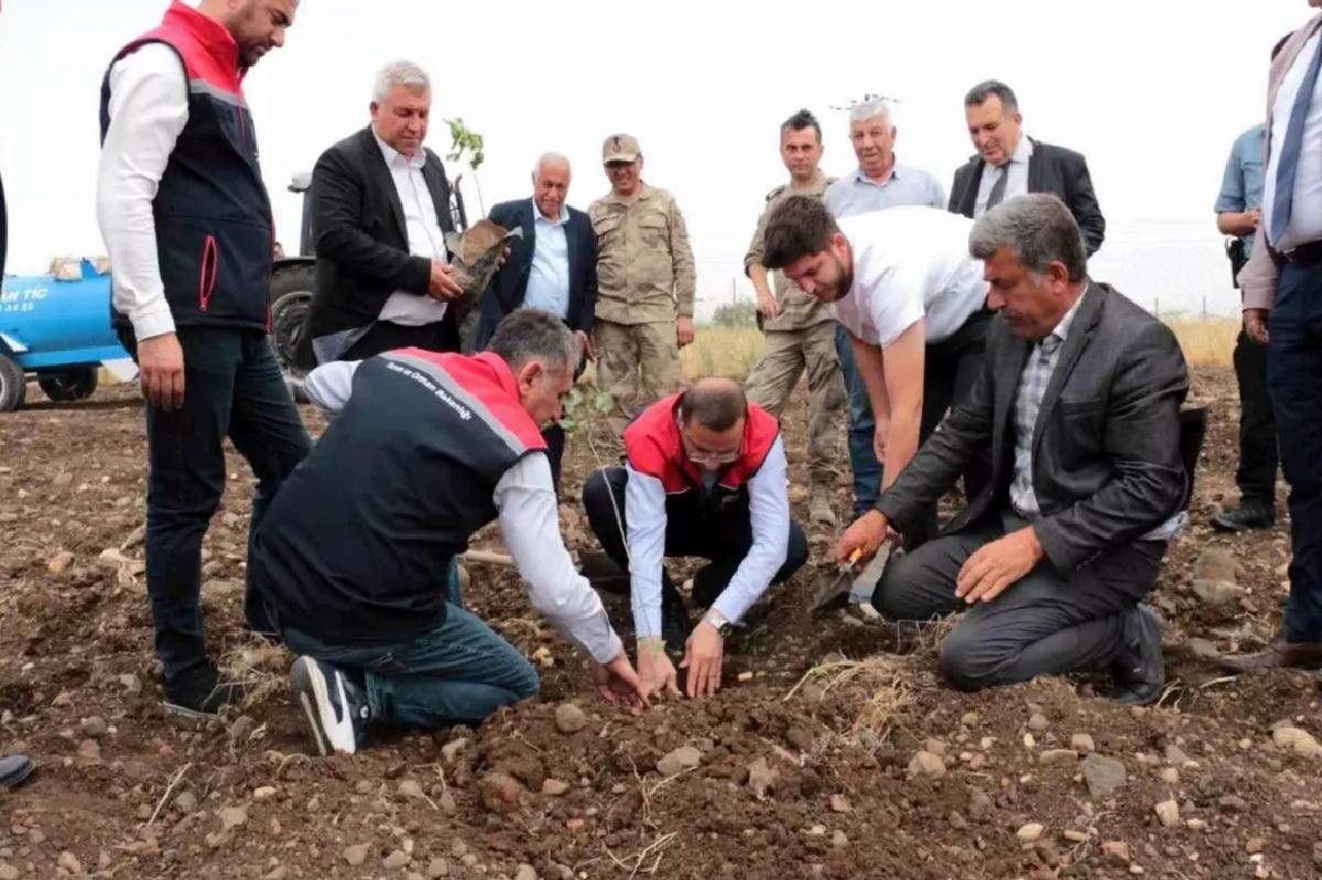 Cizre’de Fıstık ve Badem Projesi Başladı