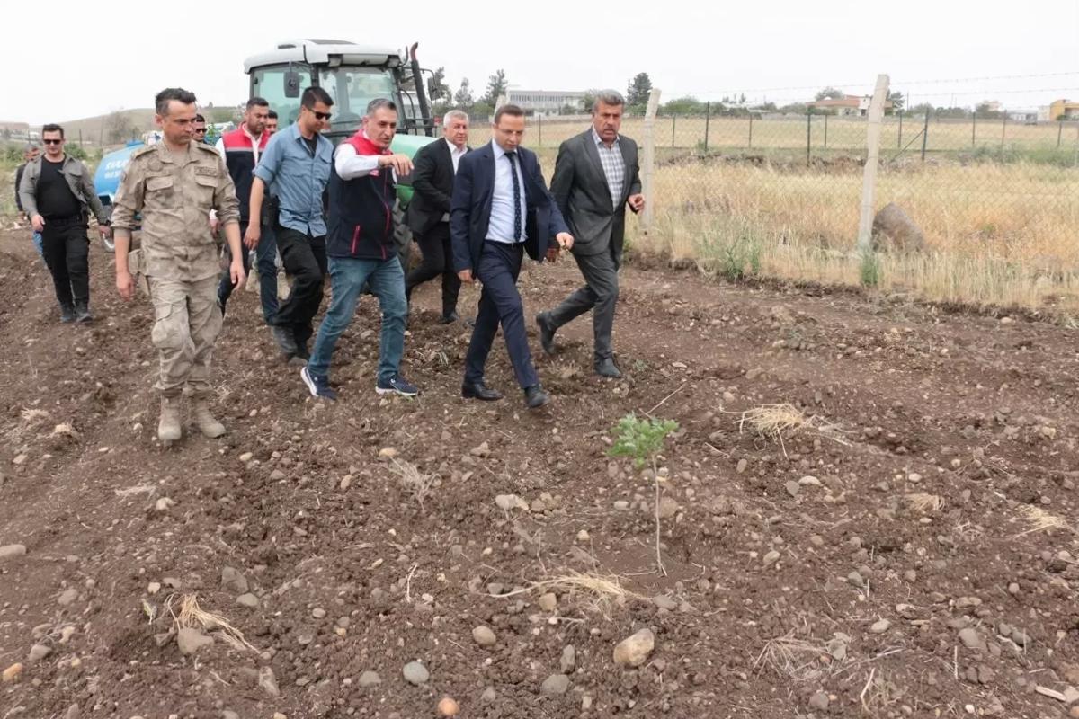 Cizre’de Fıstık Yetiştiriciliği Gelişiyor