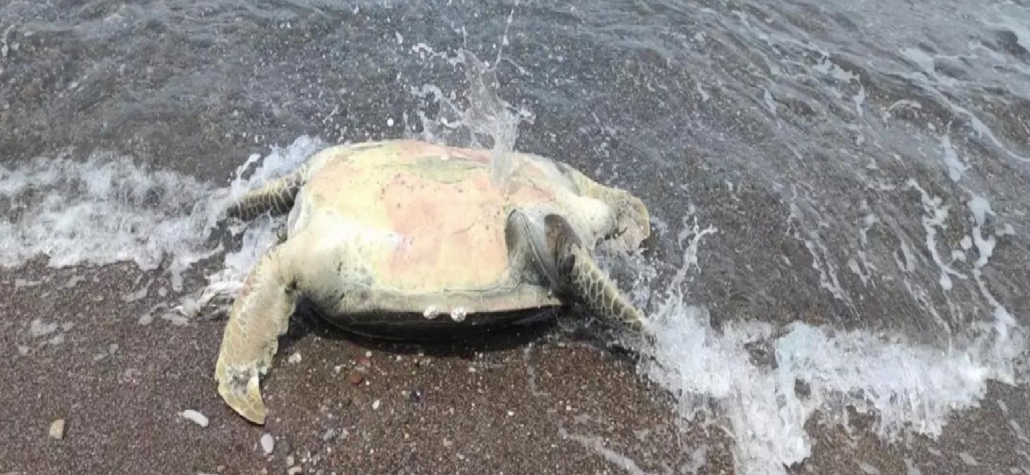 Datça’da Meyyit Caretta Caretta Bulundu