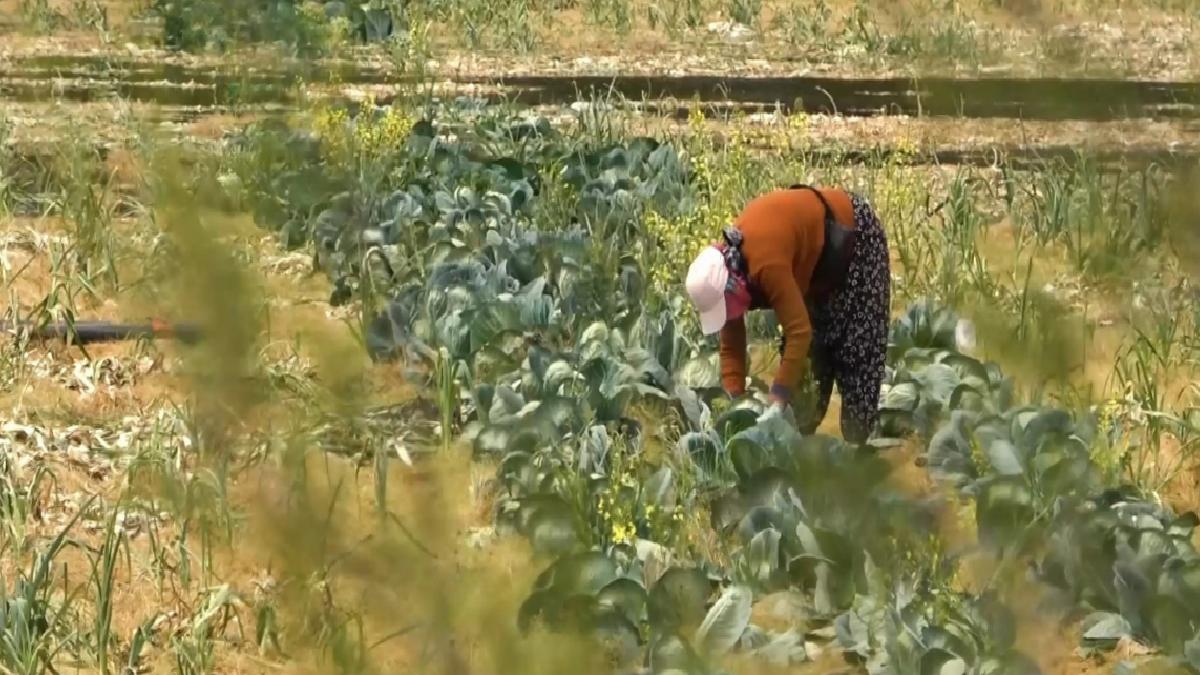Devletin tarım yerlerine el koyacağı tezi gerçeği yansıtmıyor