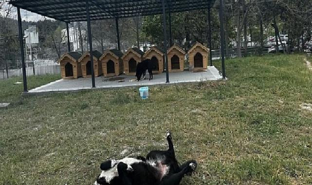 Digiturk’ten Ayazağa’daki Sokak Hayvanları İçin İnançlı Bir Yuva