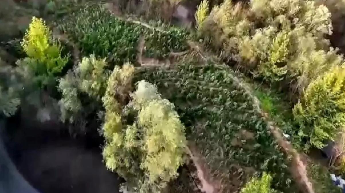 Diyarbakır’da Narkotik Operasyonu: 1.4 Milyon Kök Bitki Ele Geçirildi