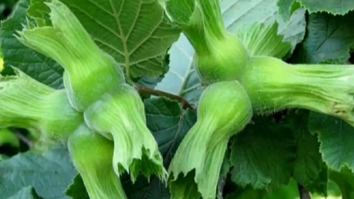 Düzce’den AB’ye 11 Bin Ton Fındık İhracatı