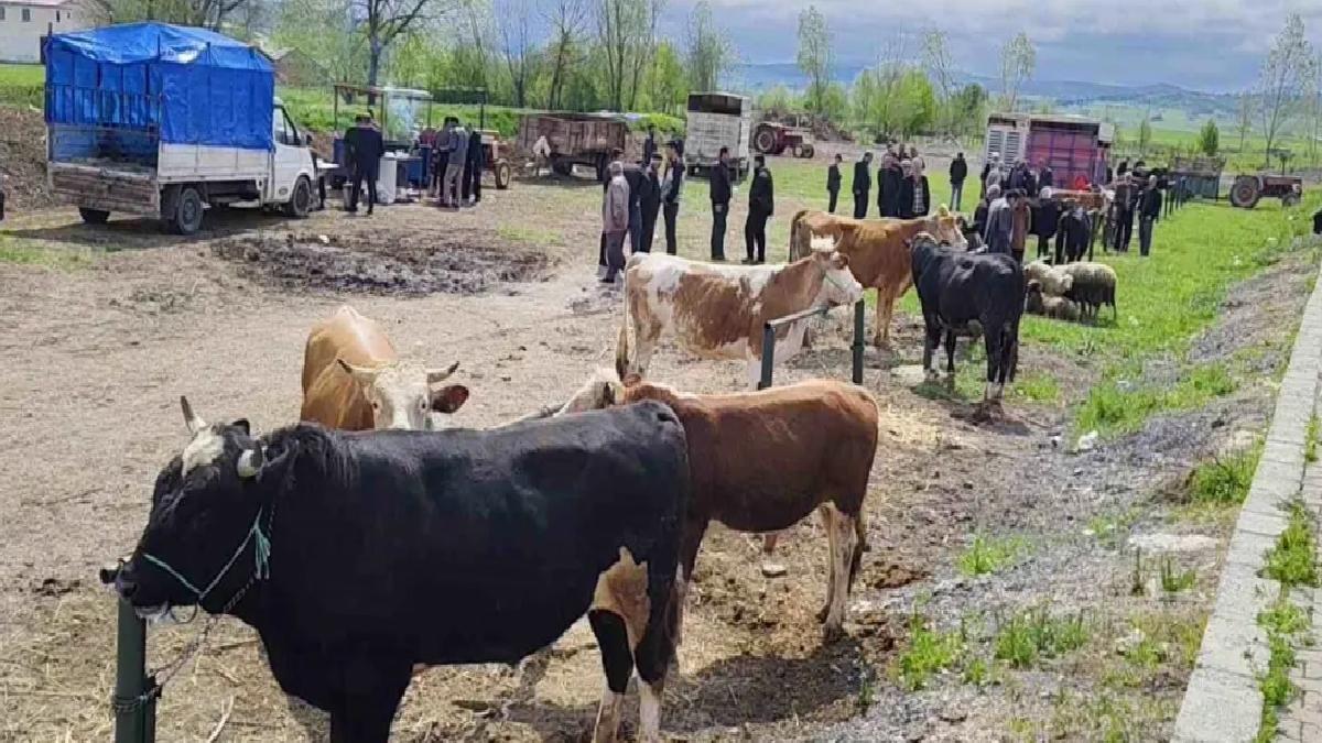 Eflani’de Kurbanlık Pazarı Kuruldu