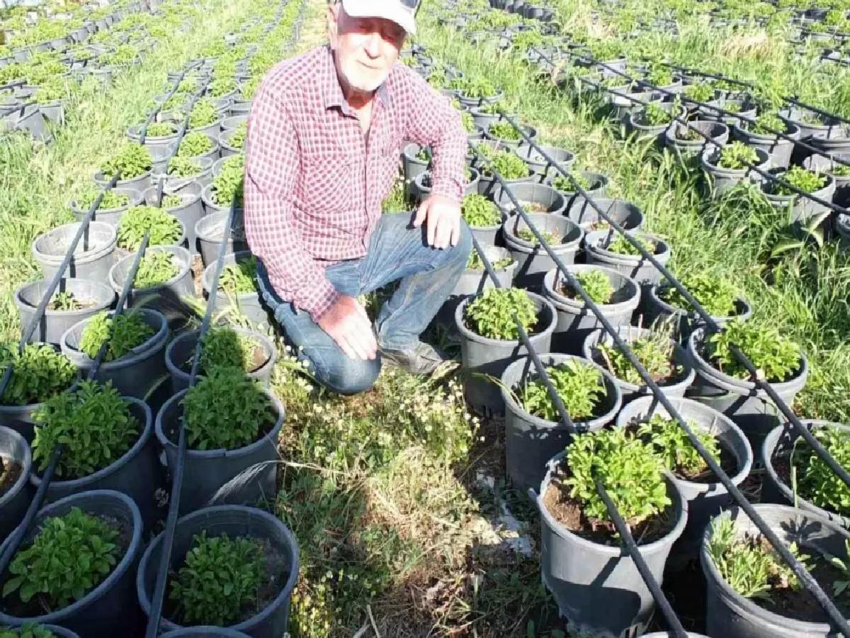 Emekli Albay Stevia ve Tütün Fidesi Üretimine Başladı