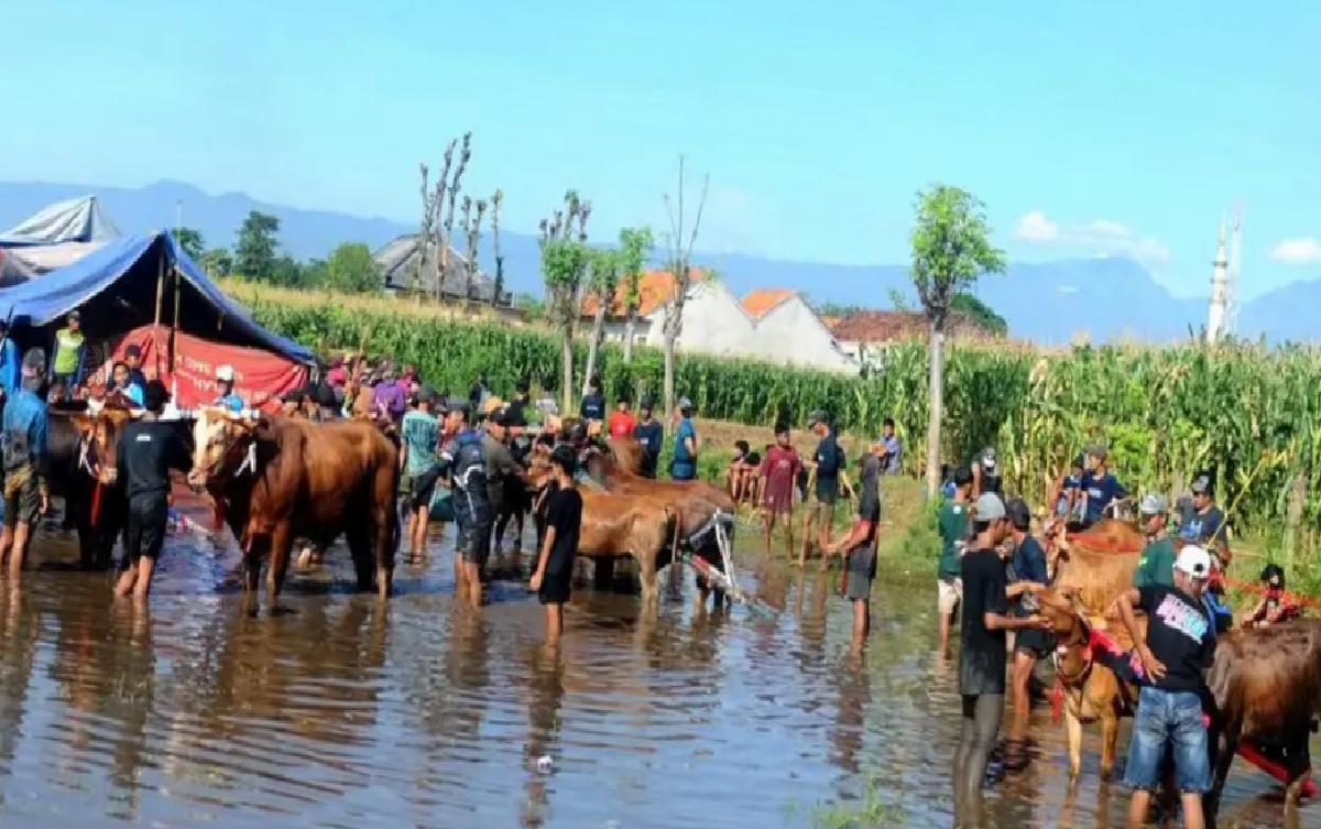 Endonezya’da Klasik Boğa Yarışı
