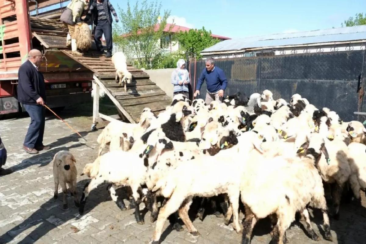 Erzincan’da Yayla Göçü Başladı