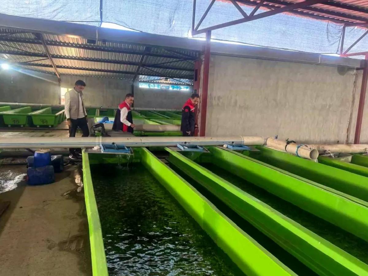 Erzincan’da Yıllık 15 Milyon Yavru Alabalık Üretimi