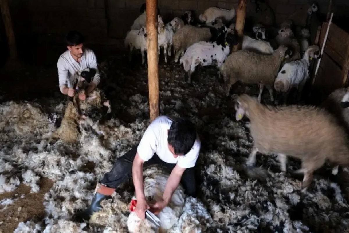 Erzincan’da Yün Kırkımı Başladı