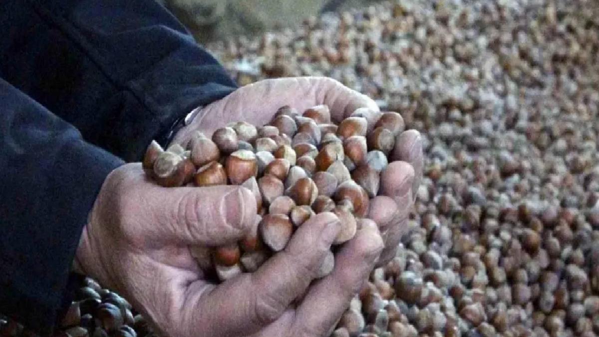 Fındık Fiyatları Sert Düşüşte