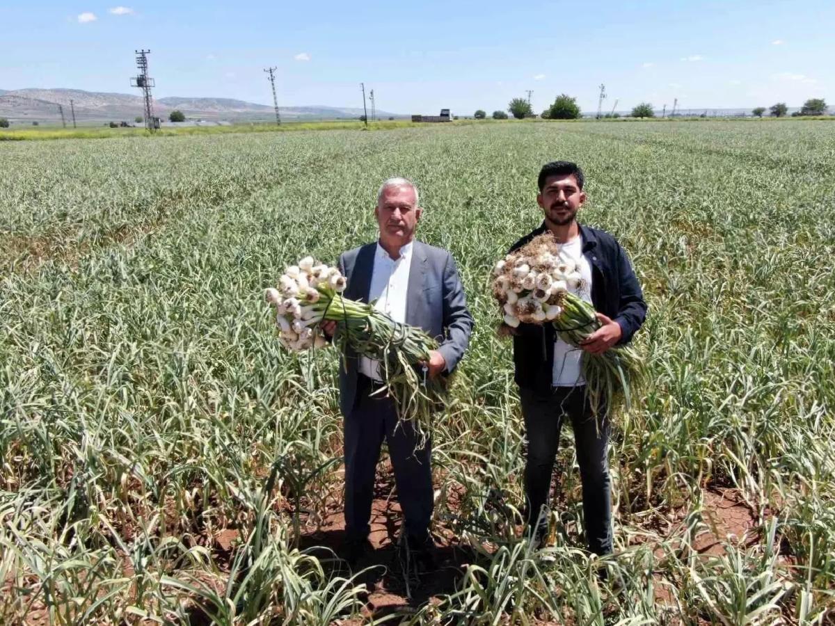 Gaziantep’te Sarımsak Hasadı Başladı