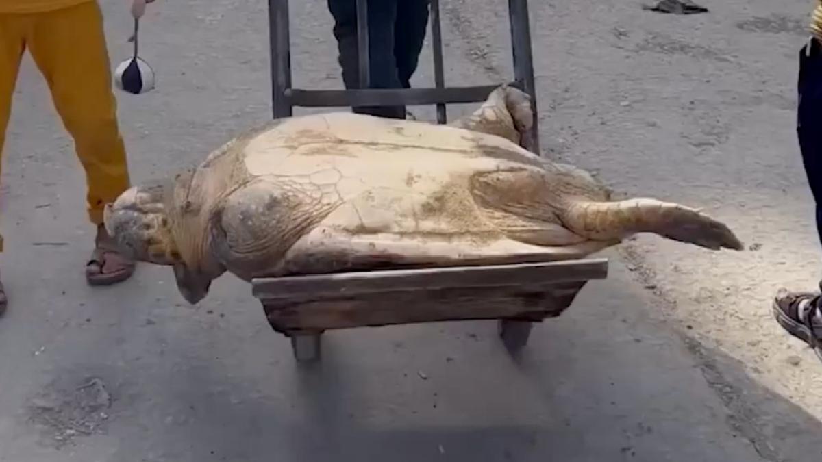 Gazze’de açlıkla savaşan beşerler, deniz kaplumbağası yiyor