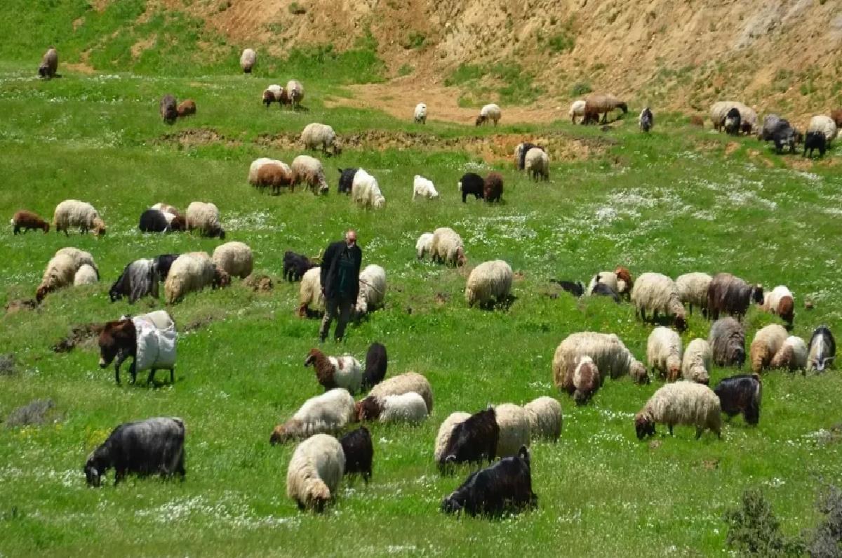 Göçerlerin Muş’ta Süt Sağım Mesaisi Başladı
