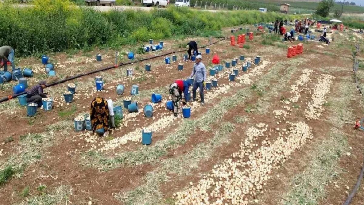 Hatay’da Soğan Hasadı Başladı