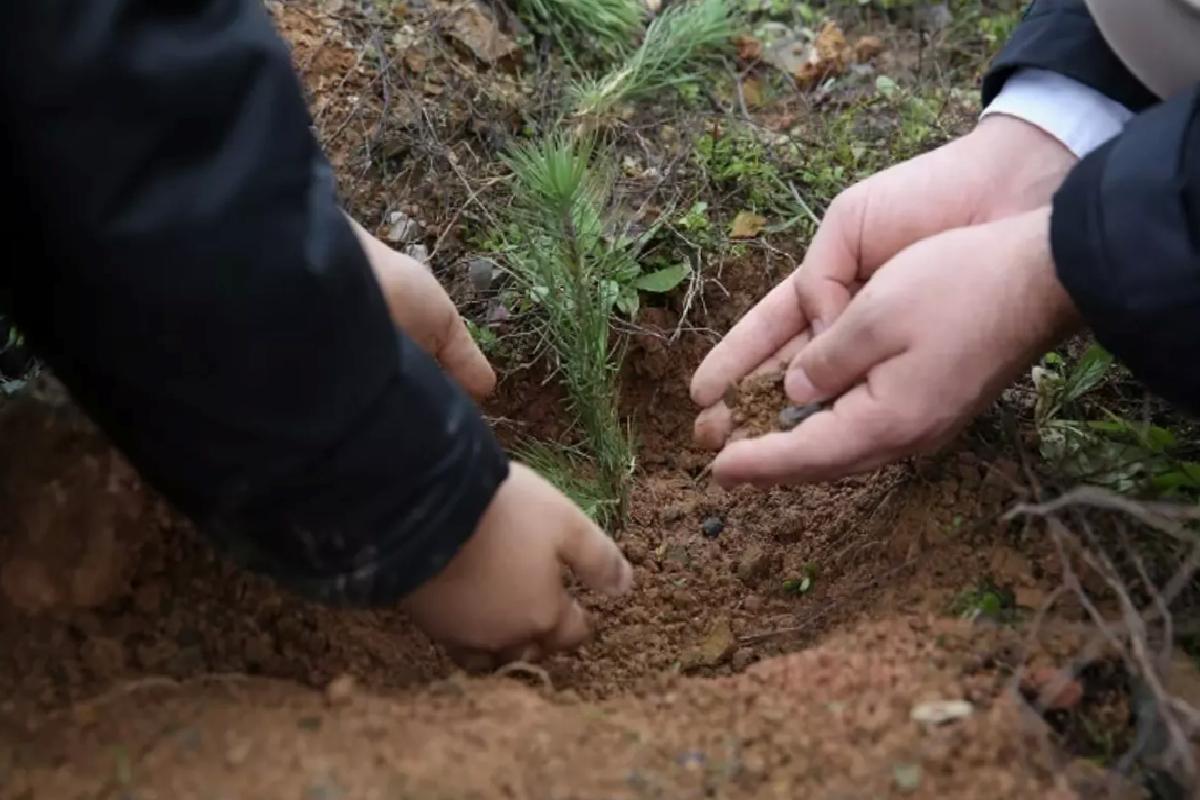 İHH’dan ‘Her Yetime Bir Fidan’ Projesi