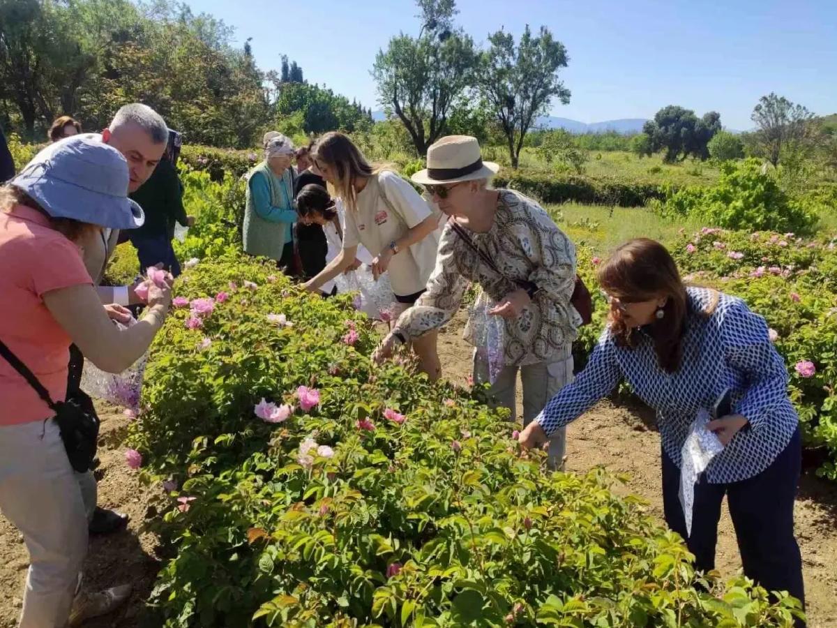 Isparta’da Gül Hasadı Dönemi Başladı
