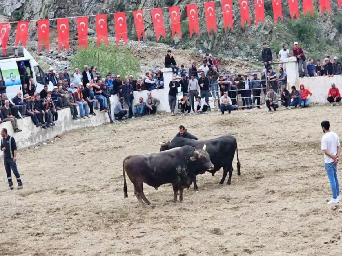 İspir’de Boğa Güreşlerinde Hengame Çıktı