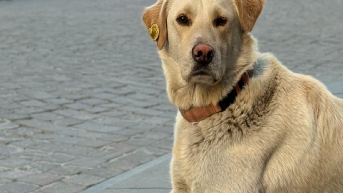 İstanbul’da bankada mahsur kalan köpek alarmı çalıştırdı