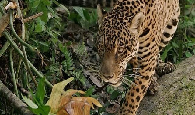Jaguar: Guyana’nın Orman Ustası’, 3 Mayıs Cumartesi Günü 20.00’de National Geographic WILD Ekranlarında!