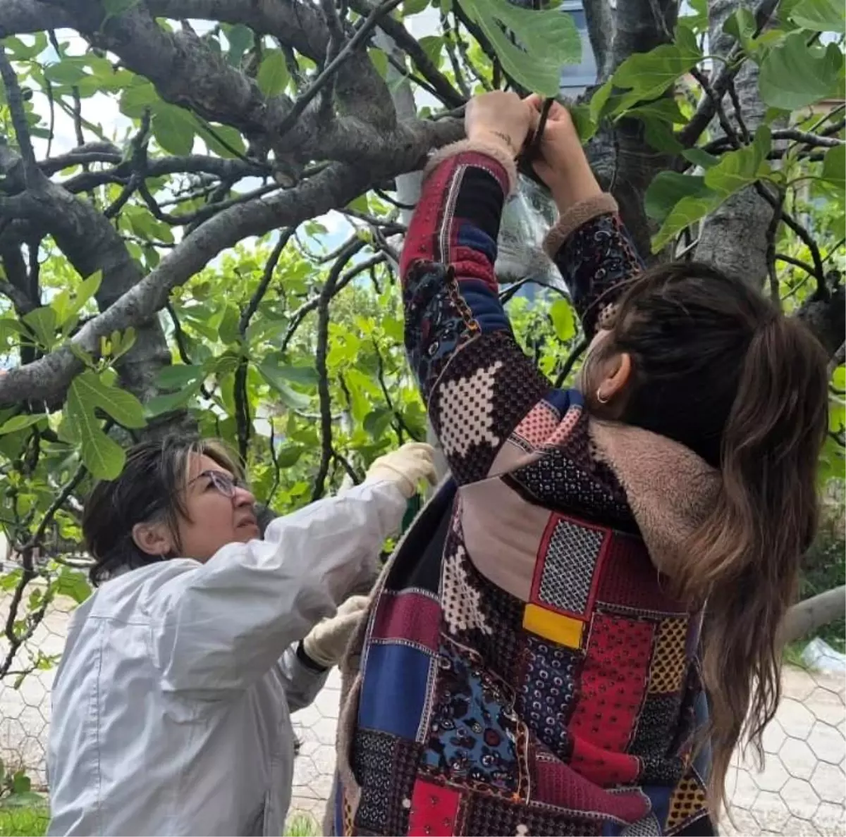 Kahverengi Kokarca ile Çaba Adımı