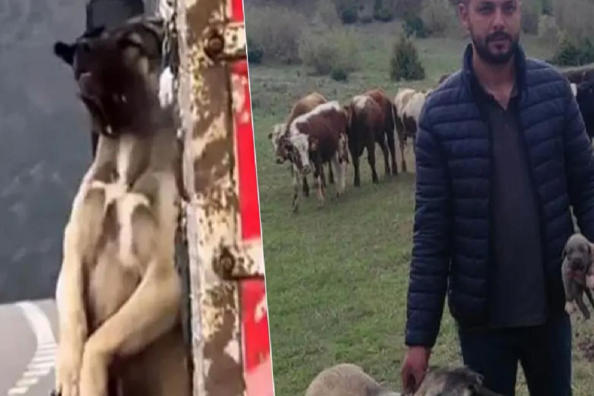 Kamyon kasasında sarkan köpeğin sahibi konuştu! İşte olayın iç yüzü